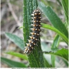 mel didyma larva don